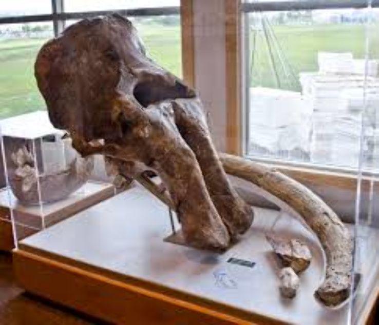 Museum of the Rockies Montana  Trip Packages