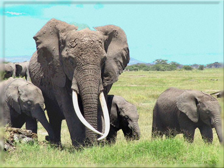 Wildlife Safari Park Trip Packages