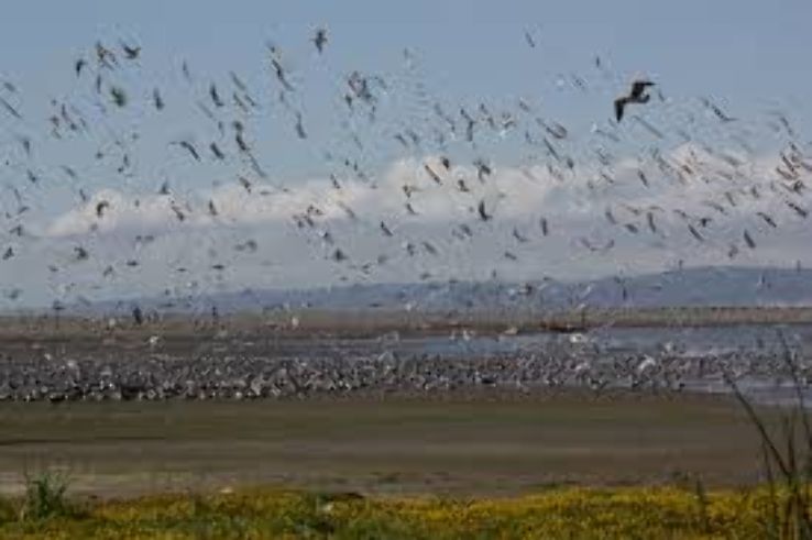 Rio Maipo Wetland Trip Packages