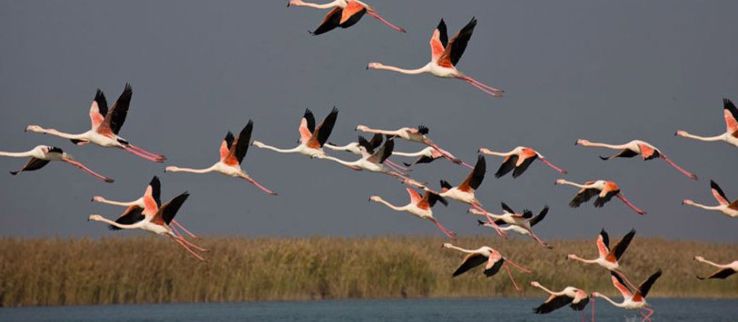 Shirvan National Park Trip Packages