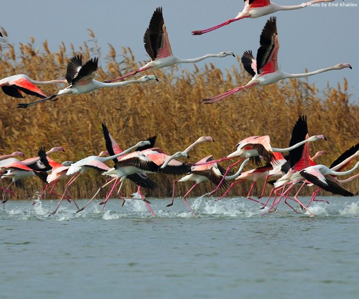 Shirvan National Park Trip Packages