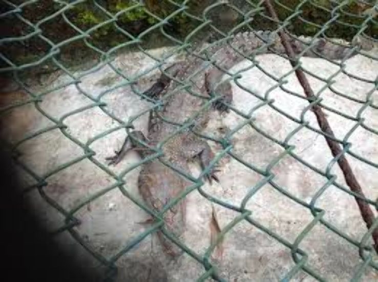 Port Harcourt Zoo Trip Packages