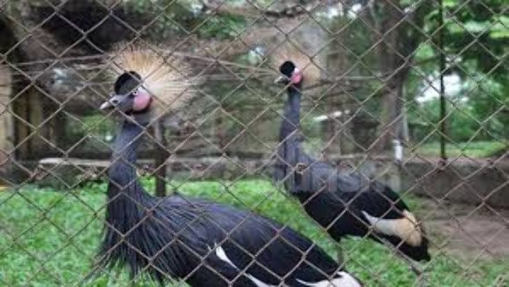 Port Harcourt Zoo Trip Packages