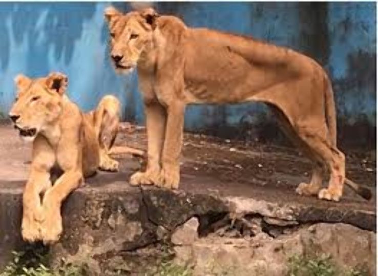 Port Harcourt Zoo Trip Packages