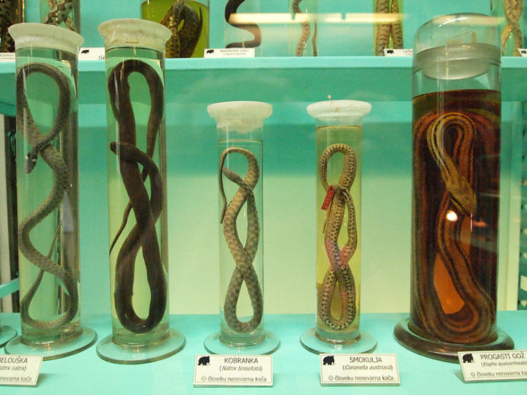 Slovenian Museum of Natural History Trip Packages