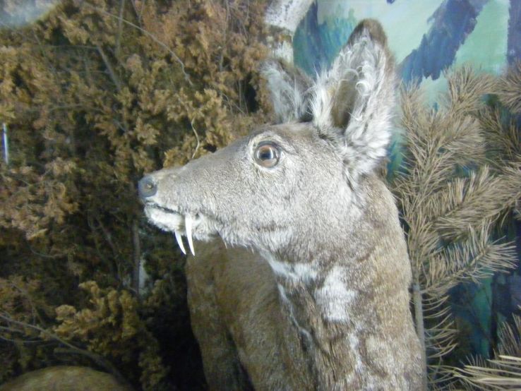 Hunting Museum mongolia Trip Packages Hunting Museum mongolia Trip Packages