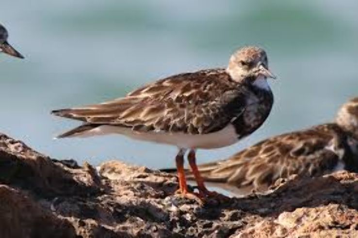 Gobaad Plain Trip Packages