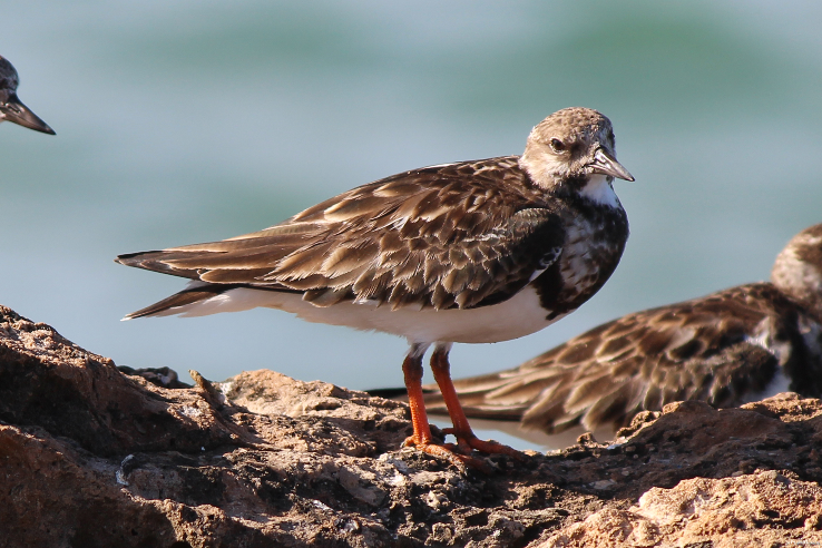 Hanle Plain Trip Packages