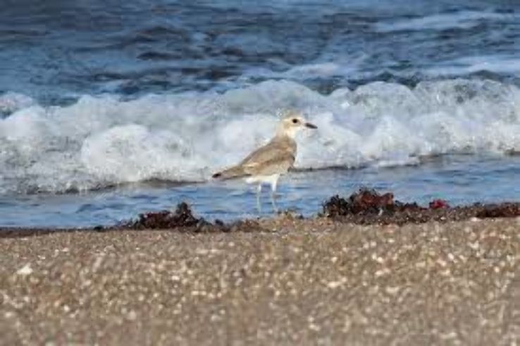 Hanle Plain Trip Packages