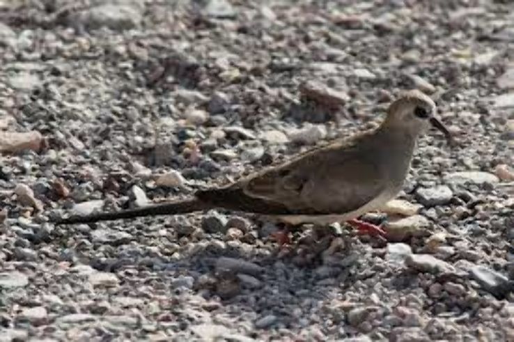 Hanle Plain Trip Packages