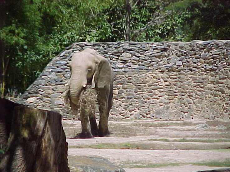 Caricuao Zoo Trip Packages