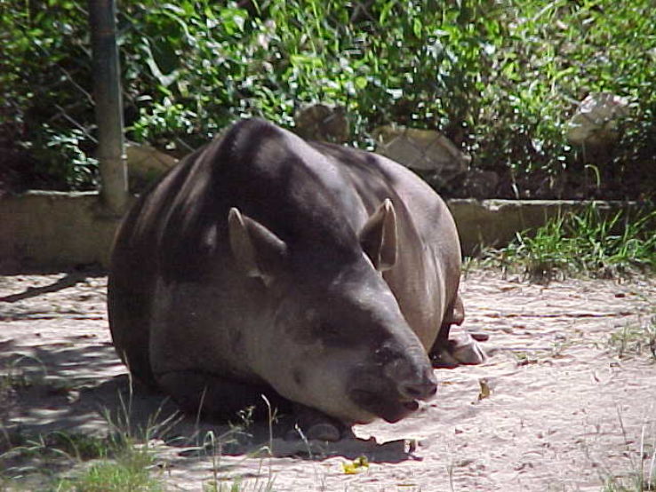 Caricuao Zoo Trip Packages