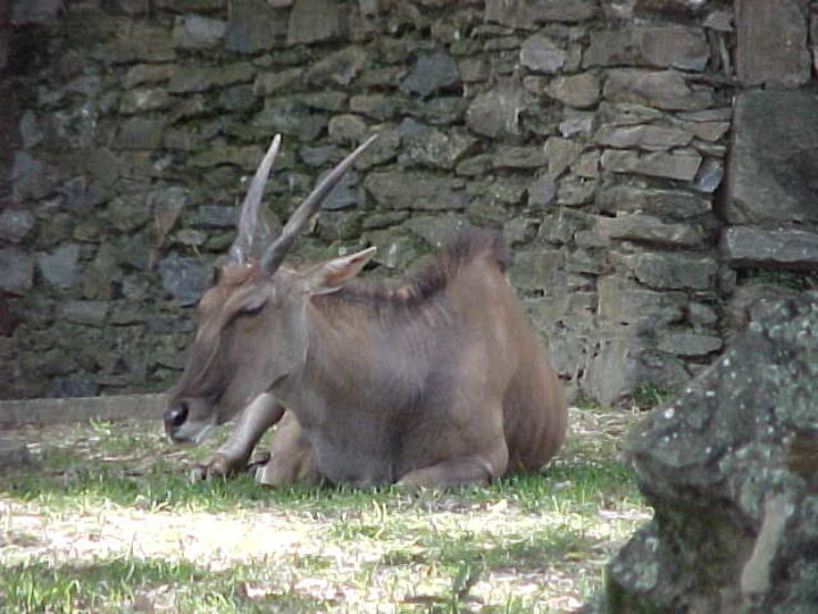 Caricuao Zoo Trip Packages