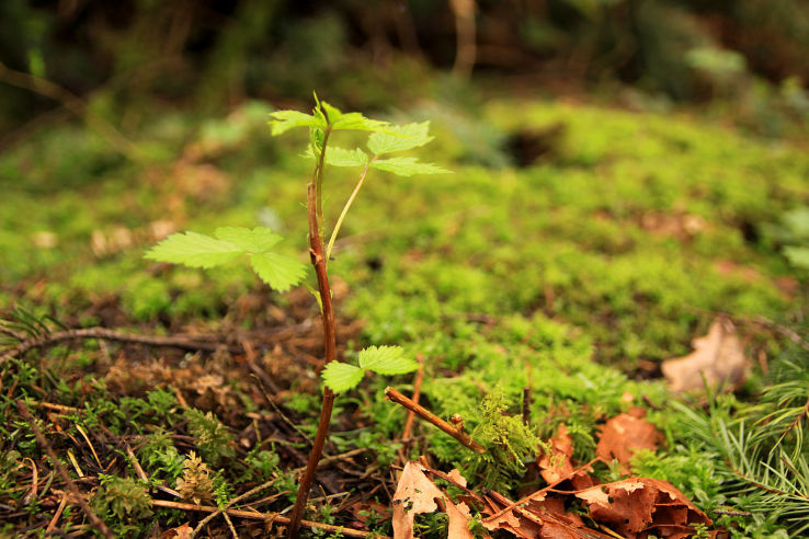 Green Timbers Urban Forest Trip Packages