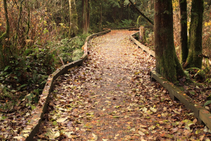 Green Timbers Urban Forest Trip Packages