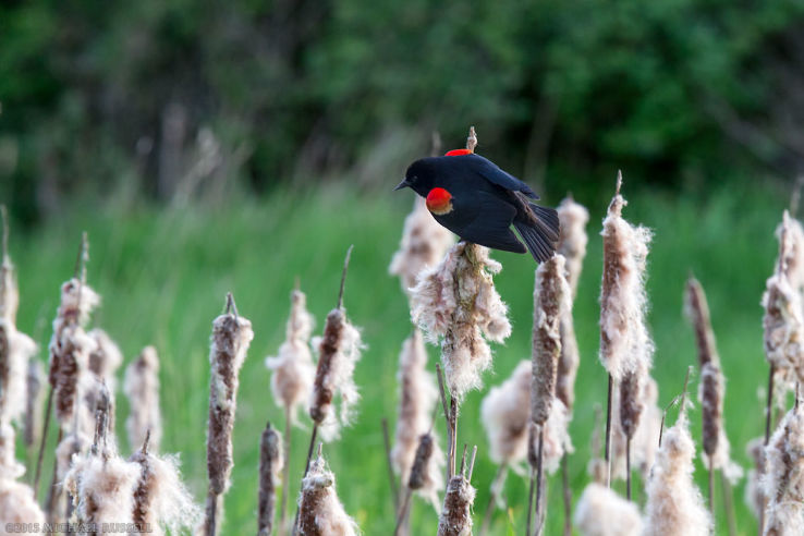 Elgin Heritage Park Trip Packages