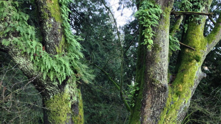 Bose Forest Park Trip Packages