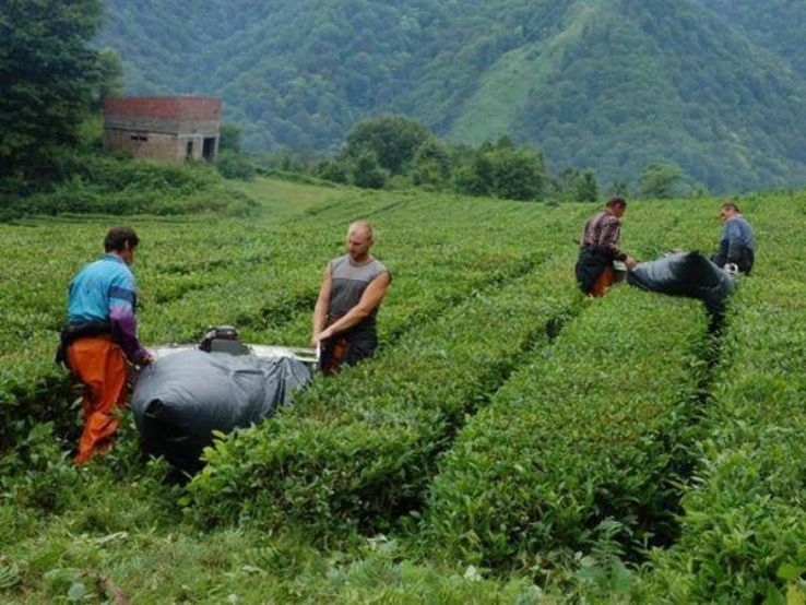 Dagomys Tea Plantation Trip Packages