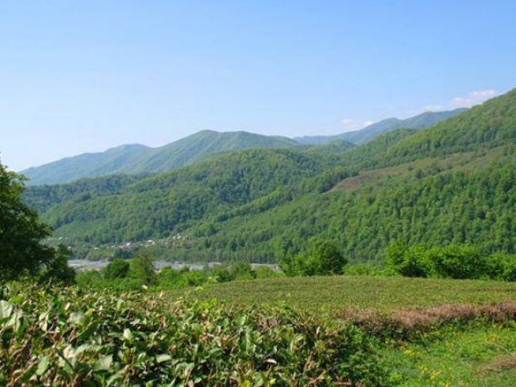 Dagomys Tea Plantation Trip Packages