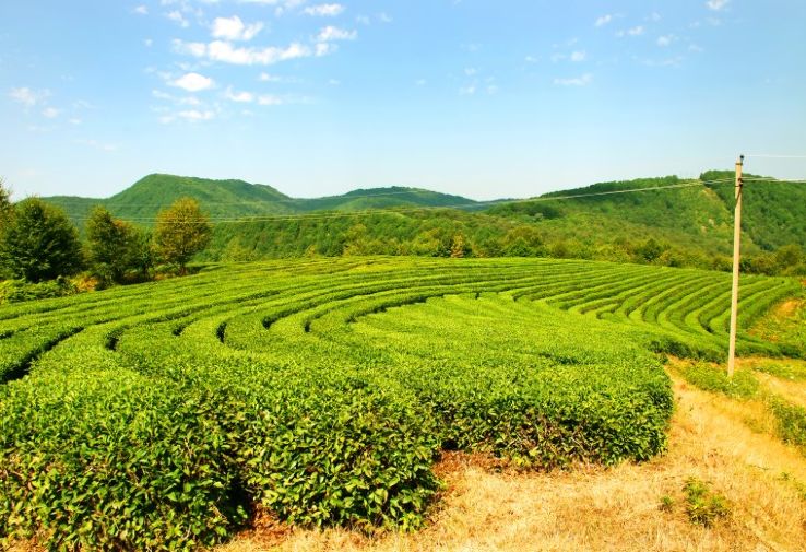 Dagomys Tea Plantation Trip Packages
