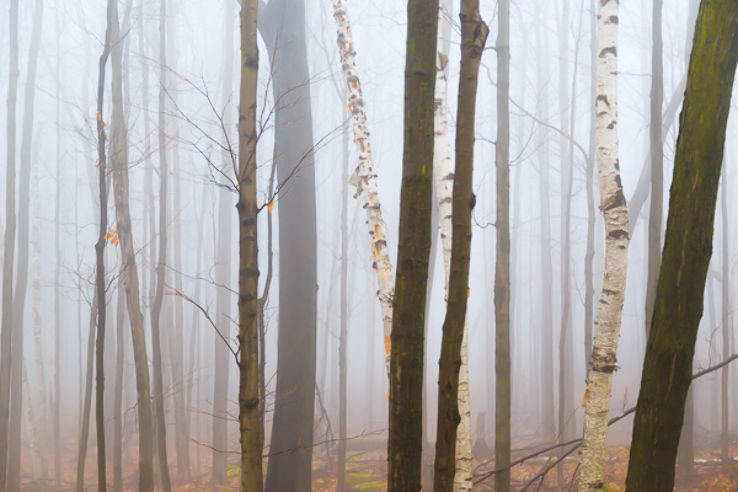  Mount Nemo Conservation Area Trip Packages