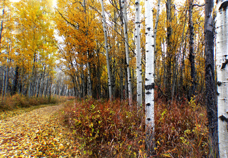 fish creek provincial park Trip Packages