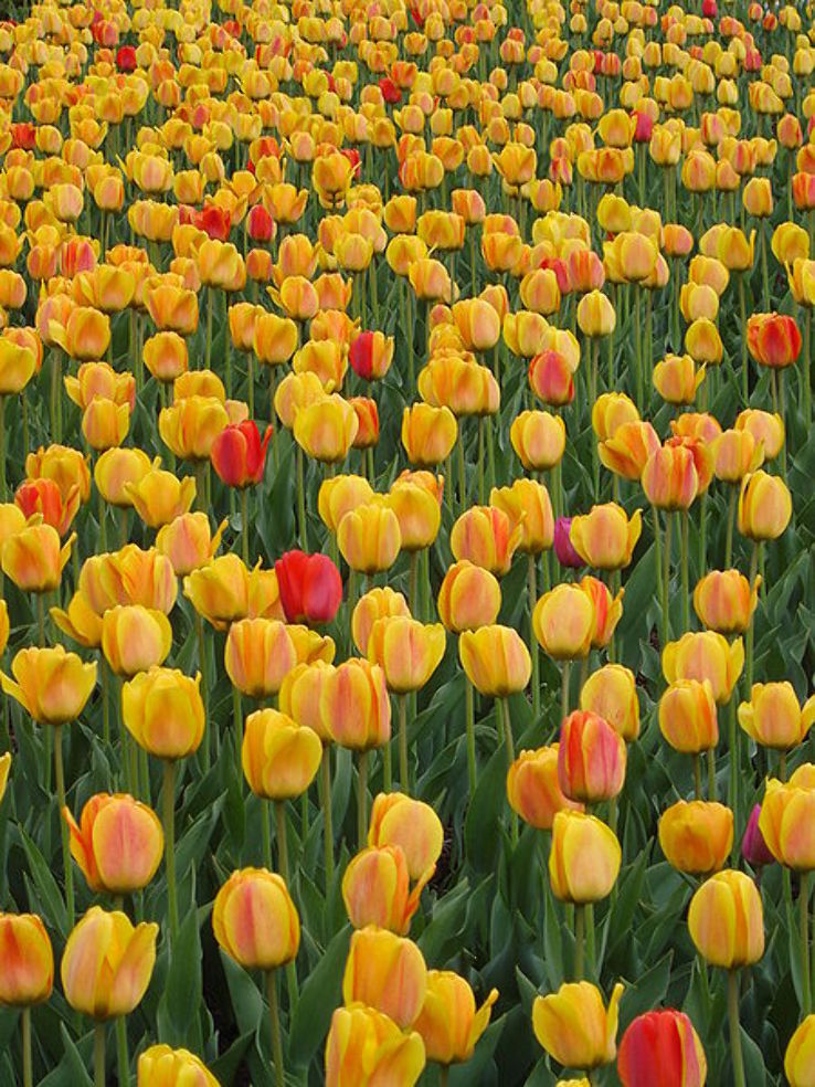  Canadian Tulip Festival Trip Packages
