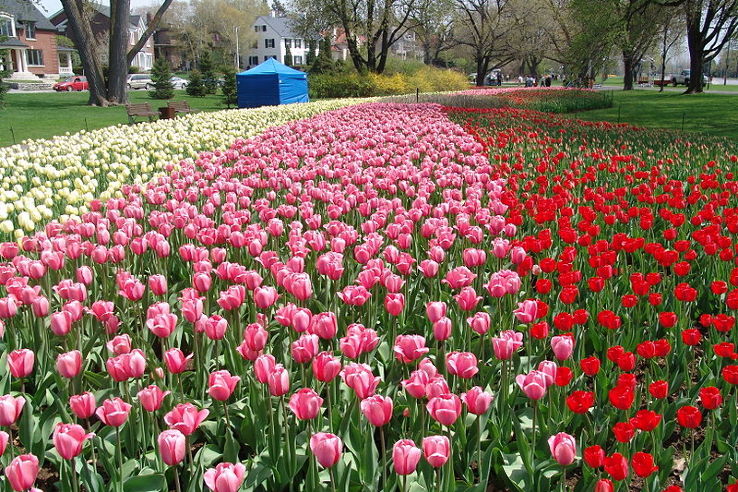  Canadian Tulip Festival Trip Packages