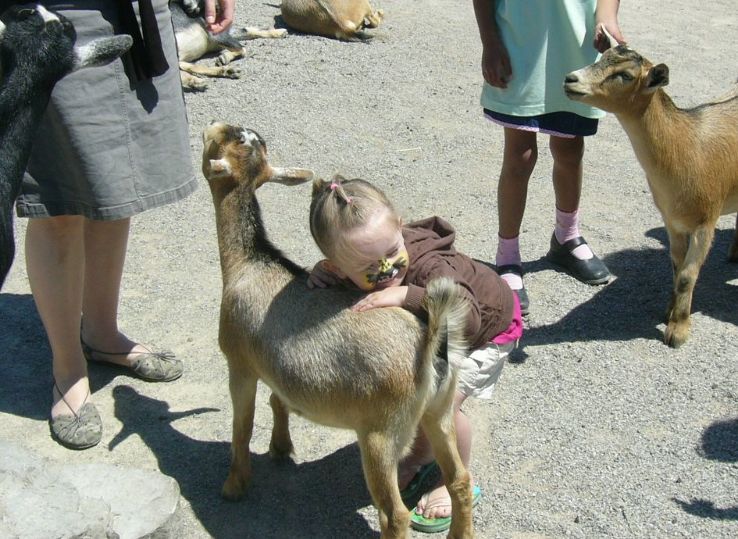 African Lion Safari Trip Packages