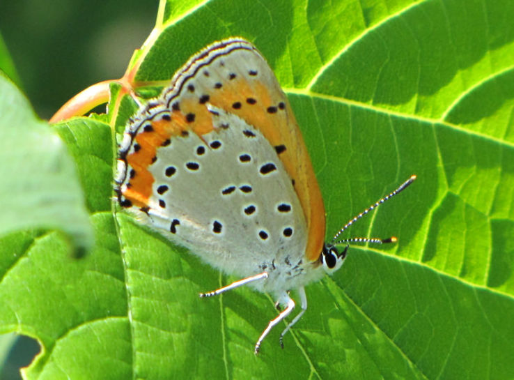 Petrie Island Trip Packages