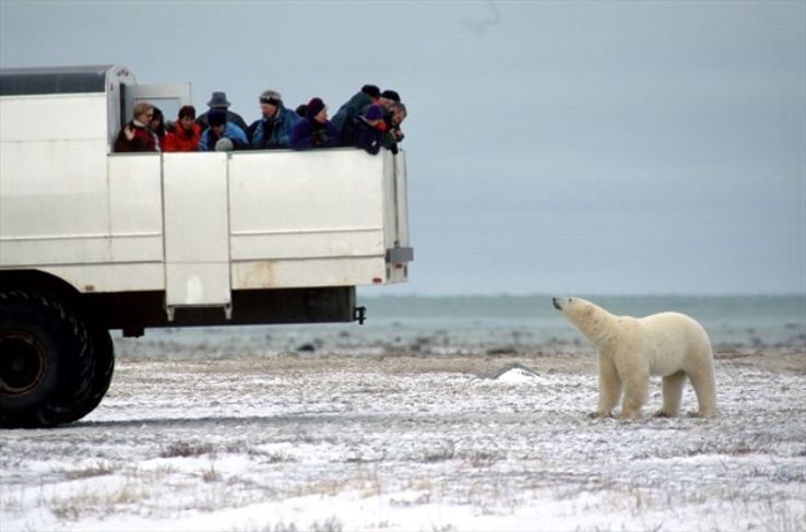 Take a trip to Churchill  Trip Packages