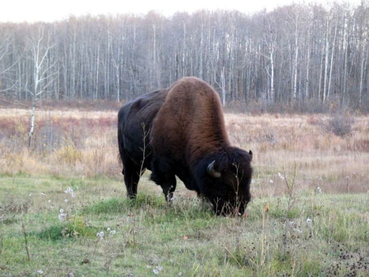 Elk Island National Park Trip Packages