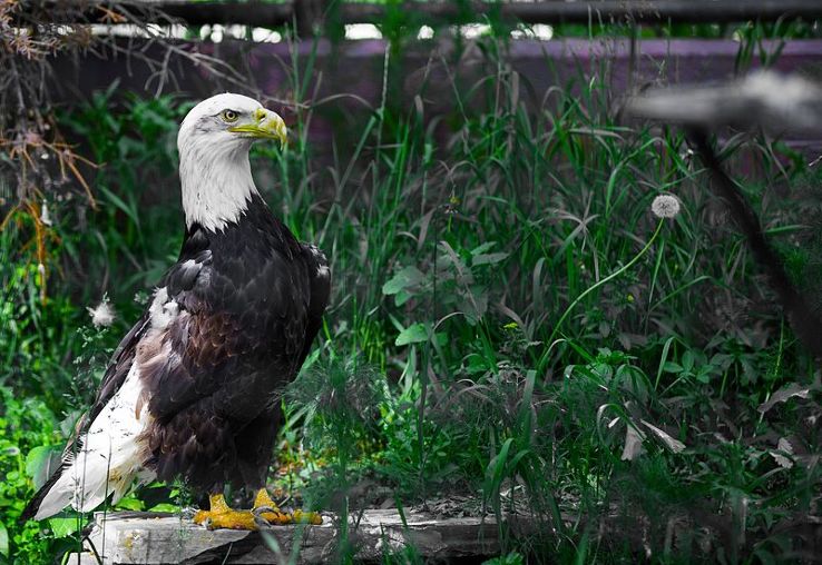 Edmonton Valley Zoo Trip Packages