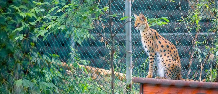 Edmonton Valley Zoo Trip Packages