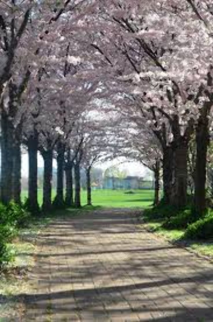 Spencer Smith Park Trip Packages