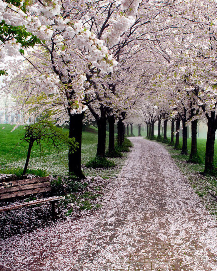 Spencer Smith Park Trip Packages