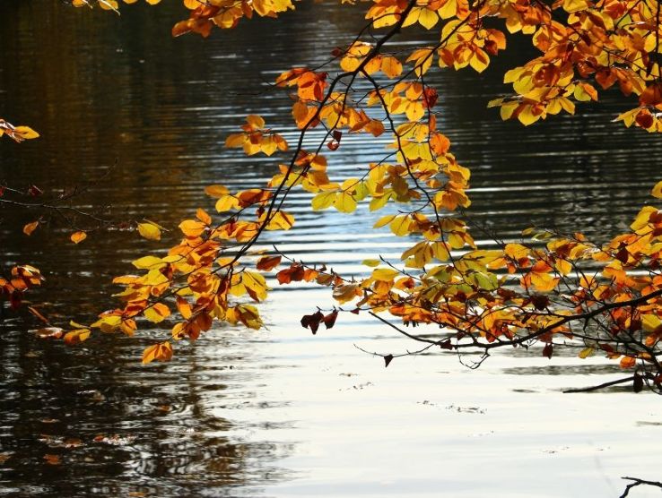 Dinsdale Park Trip Packages