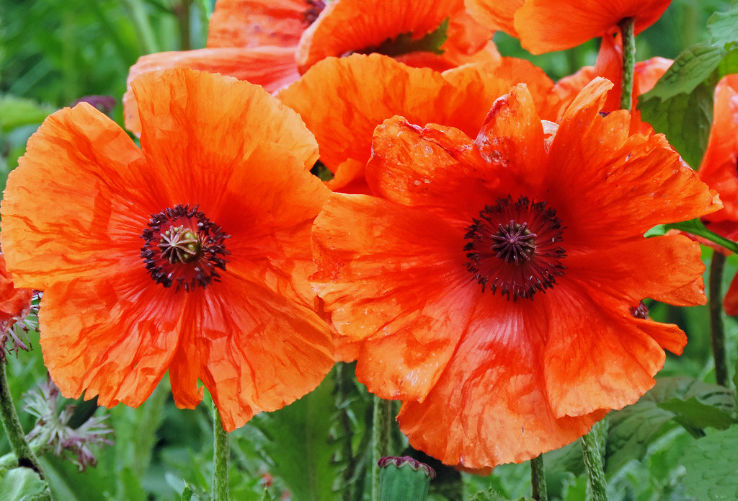 Greenhead Park Trip Packages