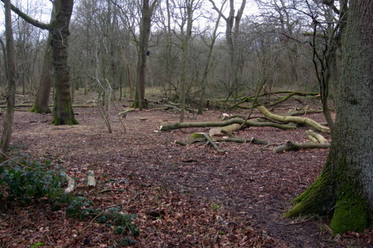 Howe Park Wood Trip Packages