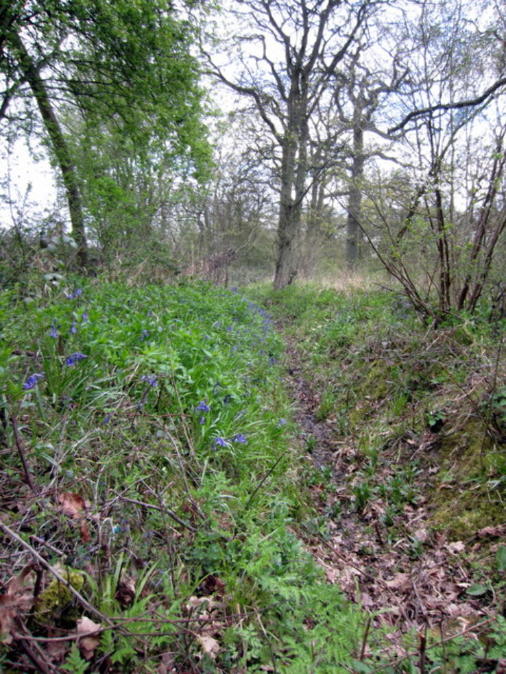 Linford Wood Trip Packages