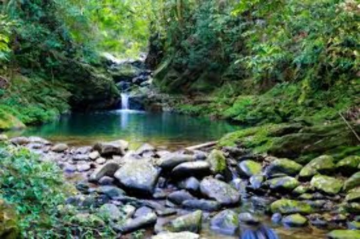Jungle At Bach Ma National Park  Trip Packages