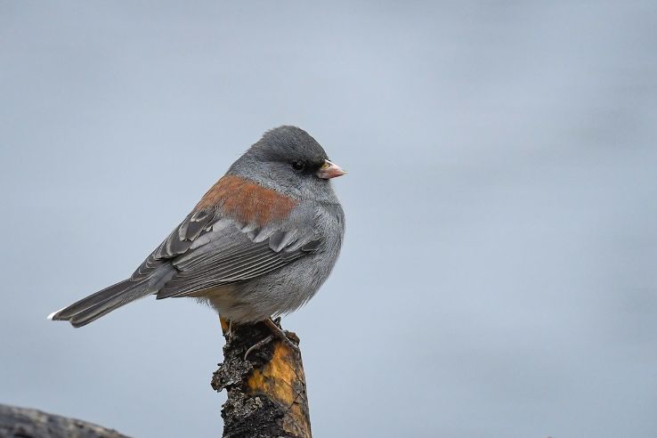 Watch birds  Trip Packages