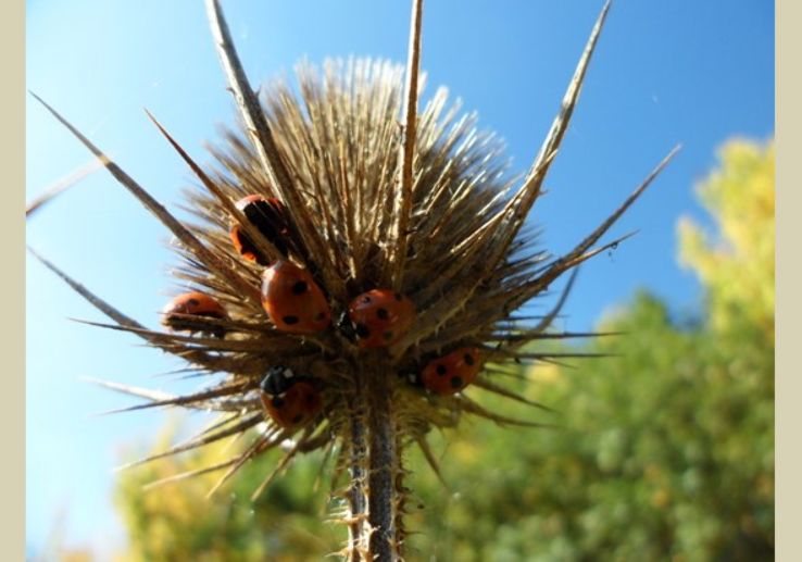Snitterfield Bushes Nature Reserve Trip Packages