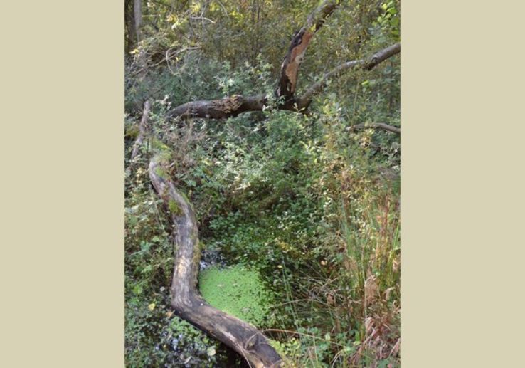 Snitterfield Bushes Nature Reserve Trip Packages