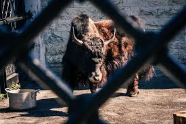 Buffalo Zoo Trip Packages