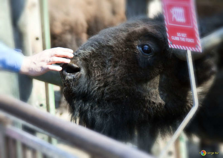 Buffalo Zoo Trip Packages
