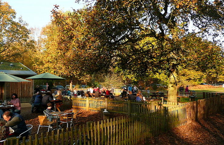 Burnham Beeches Trip Packages