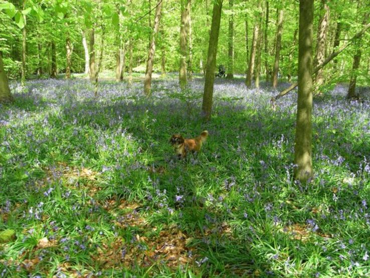 Whippendell Wood Trip Packages