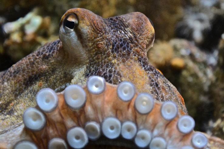 Nancy Museum-Aquarium Trip Packages