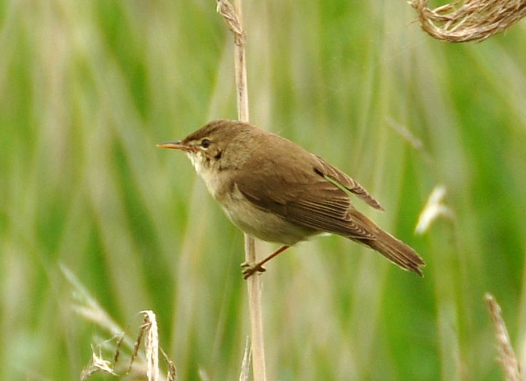 Stodmarsh National Nature Reserve  Trip Packages